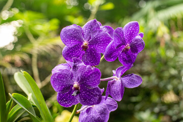 Closed up of beautiful purple Vanda orchids blooms