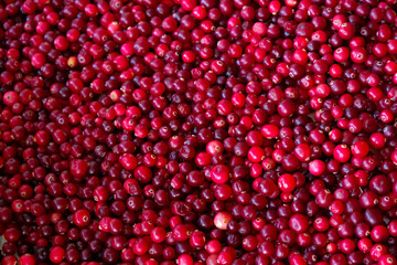 Red Cranberries background. Top view.