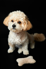 A portrait of beige Maltipoo puppy with a toy bone on a black background. Adorable Maltese and Poodle mix Puppy