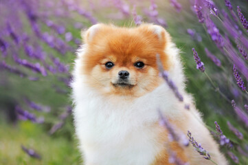 Close-up portrait of a pomeranian spitz dog