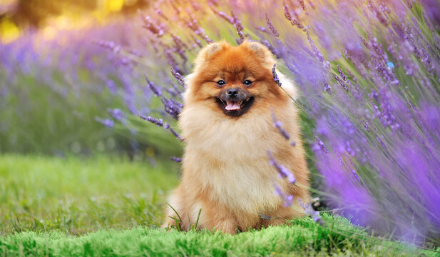 Full length picture of a sitting spitz under lavender bush