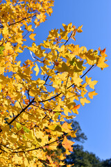 Autumn colored leaves of the Montpellier maple (Acer monspessulanum). Vertical view