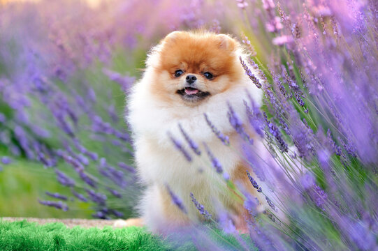 Pomeranian hiding in the blooking lavender bush