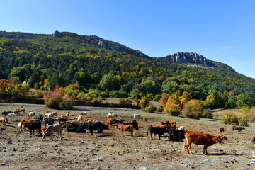 Obraz premium Arcena mountain range and cattle in Villafria de San Zadornil. Burgos. Spain