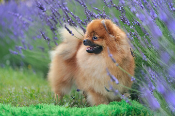 Spitz standing against blooming lavender looking back