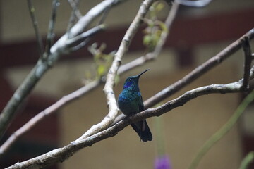 beautiful hummingbird in the wild