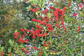 Fruits of the Holly (Ilex aquifolium) in the fall