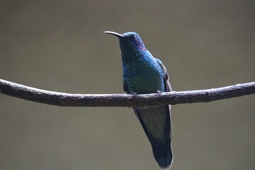 beautiful hummingbird in the wild