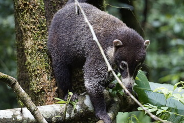 Coati looking for food in the wild in Corcovado National Park