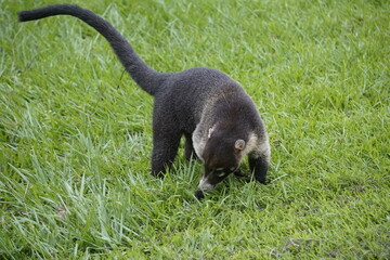 Coati looking for food in the wild in Corcovado National Park