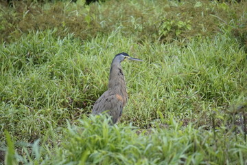 Birds of Costa Rica in Tortuguero