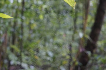 Huge spider web in the middle of the road