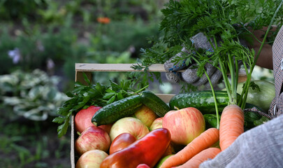 Basket with vegetables (carrots, cucumbers, peppers, apples, squash, parsley) in your hands.