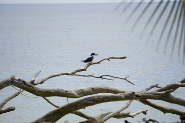Woodpecker in freedom in Costa Rica
