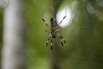 spider weaving its web to catch its prey