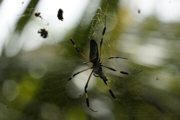 spider weaving its web to catch its prey