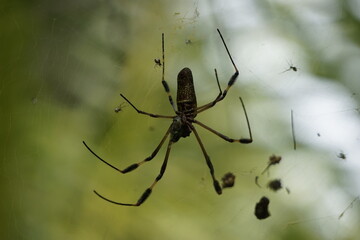 spider weaving its web to catch its prey