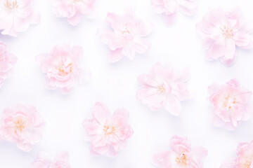 Fototapeta na wymiar Pink tulips blossom pattern on pastel background.