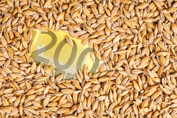Two hundred euro bill in unpeeled barley grains