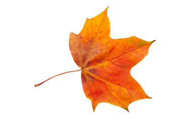 Autumn maple leaf bright on white background.