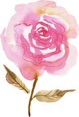 Watercolor pink rose. Hand painted illustration
