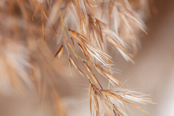 Phragmites pampas grass macro background.