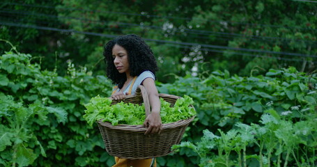 One black woman holding basket of lettuces walks outdoors in urban community farm. African American female person farming
