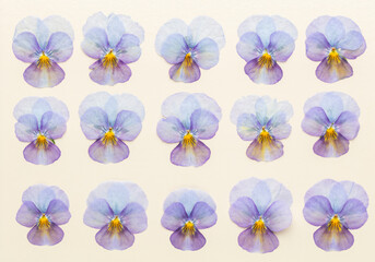 Pansy spring beautiful flower background.