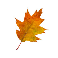 Autumn maple leaf bright on white background.