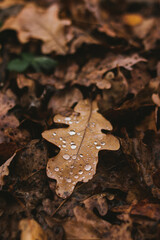 Autumn oak leaf with raindrops. November wet autumn leaf