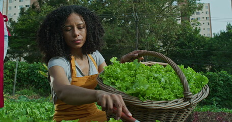 One black woman cultivating food at community farm. African American 40s female person holding basket with green lettuces and instrument growing natural organic food. Person farming