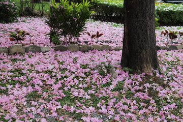 Obraz premium Fallen pink Rosy trumpet flowers on the ground.