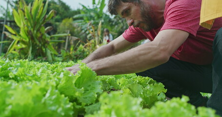 One young male farmer plucking organic lettuce. Man urban farmer picks food from local farm