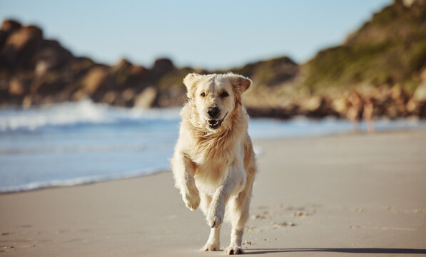 Freedom, happy running and dog on beach on summer morning walk, exercise and fun playing at ocean. Nature, water and healthy happy dog enjoying run in sea sand, cute animal happiness and pet health.