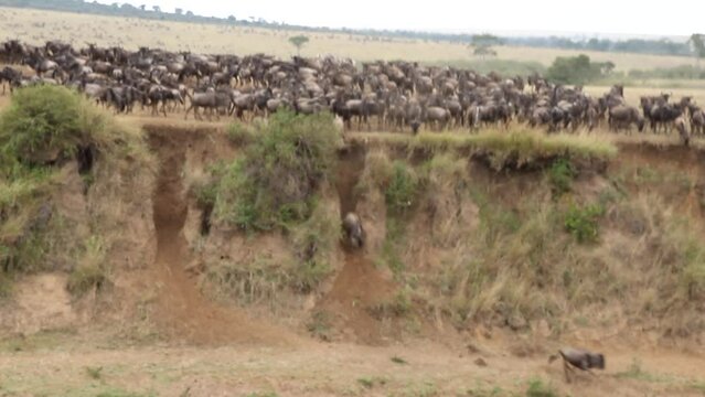 Great migration in Africa. Huge herds of wildebeests cross the river. Masai Mara, Kenya	