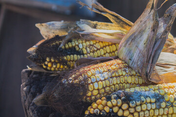 corn cobs infected with mold