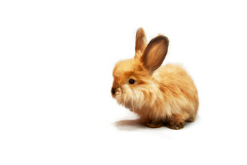 Cute little red rabbit looking curious, transparent background, PNG file. Charming pet. Easter bunny, red bunny for advertising, copy space.