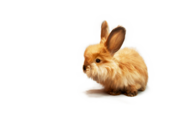Cute little red rabbit looking curious, transparent background, PNG file. Charming pet. Easter bunny, red bunny for advertising, copy space.
