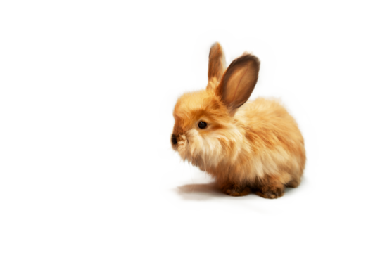 Cute little red rabbit looking curious, transparent background, PNG file. Charming pet. Easter bunny, red bunny for advertising, copy space.