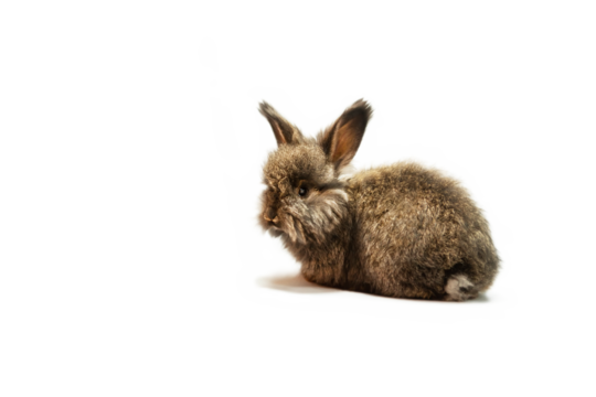 Cute bunny like from a fairy tale, easter bunny, natural color, angora breed, transparent background, studio shot, copy space.