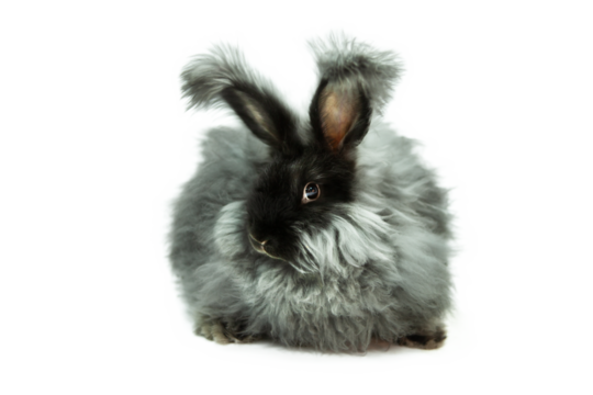 Charming fluffy rabbit of the Angora breed, gray with black colors, on a transparent background, in PNG format, shooting in the studio..