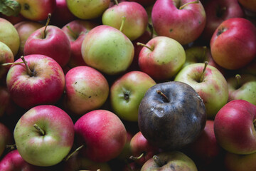 one rotten spoiled apple on the background of healthy unspoiled ones