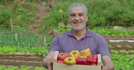 Portrait of a middle aged man holding basket of vegetables standing outside in small farm in background. An older male entrepreneur showing agriculture cultivation of red and yellow peppers