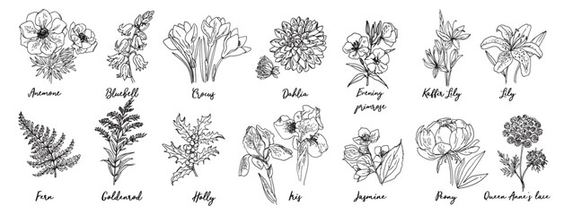 Fototapeta na wymiar Flowers vector line drawing. Anemone drawn by a black line on a white background. Crocuses, fern, holly