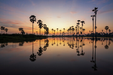 sugar palm and sunrise