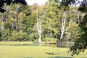 Edited and of summer deep forest lake plus small island who have been made also of trees