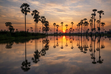 sugar palm and sunrise 
