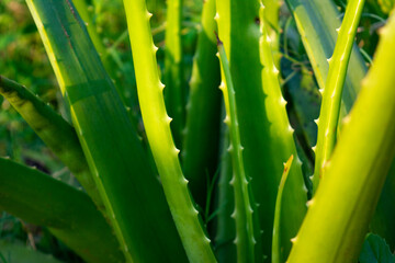 Fototapeta premium Close up aloe vera plant. Aloe vera is a very useful herbal medicine for skin care and hair care that can be used as treatment.