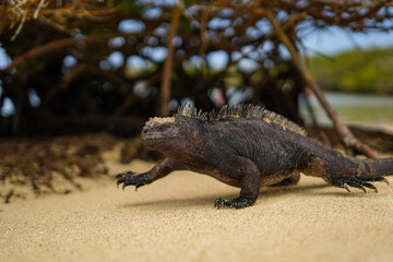 Marine iguana on the beach in Galapagos