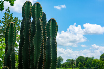 Live green cactus closeup with spines
